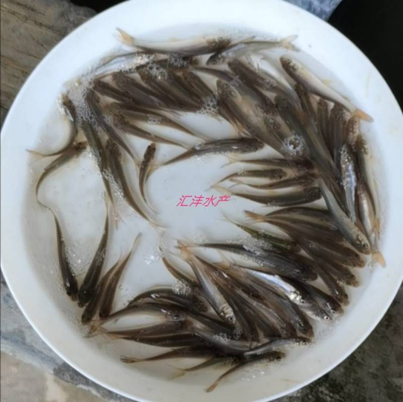银鳕鱼苗，大鳞鲃银鳕鱼苗，技术支持！全国发货！