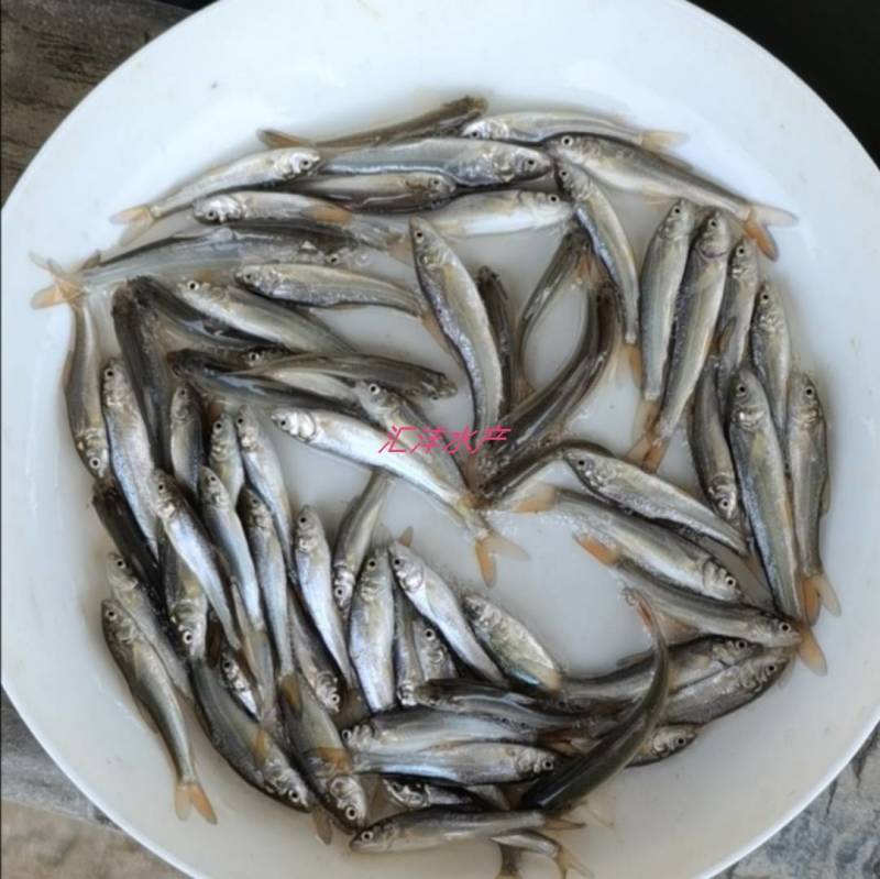 银鳕鱼苗，大鳞鲃银鳕鱼苗，技术支持！全国发货！
