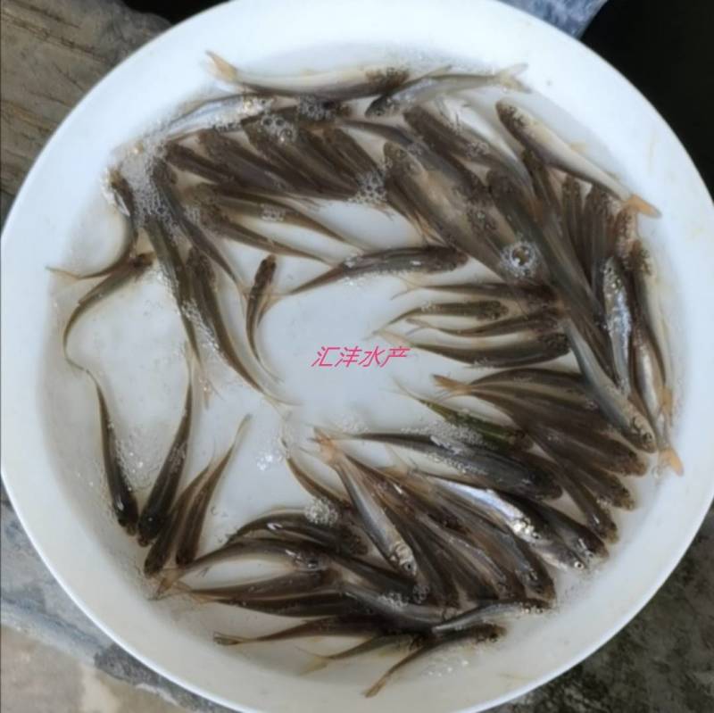 银鳕鱼苗，大鳞鲃银鳕鱼苗，技术支持！全国发货！