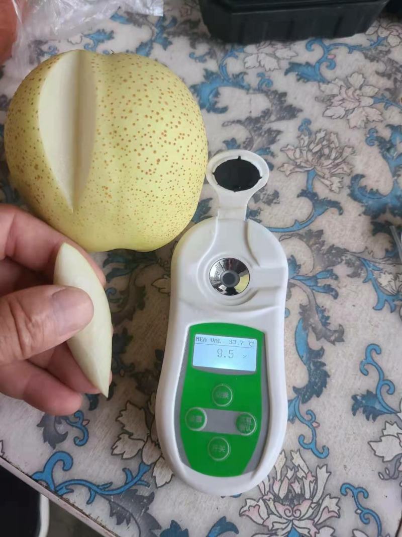 纸加膜黄金梨大量上市了，口感脆甜，肉质细腻，欢迎各位老板