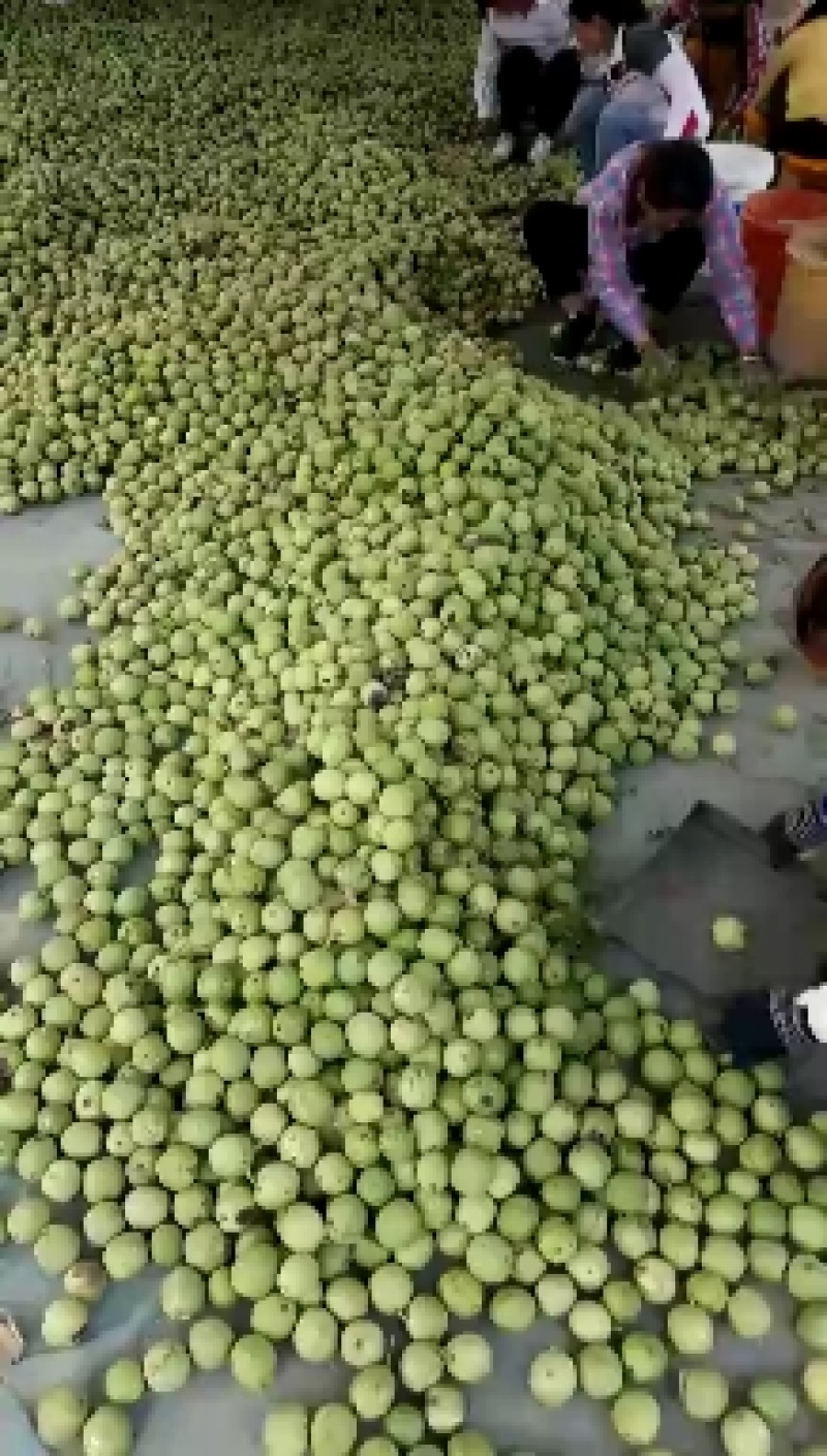 去皮鲜核桃，青核桃产地大量批发供应规格品种齐全