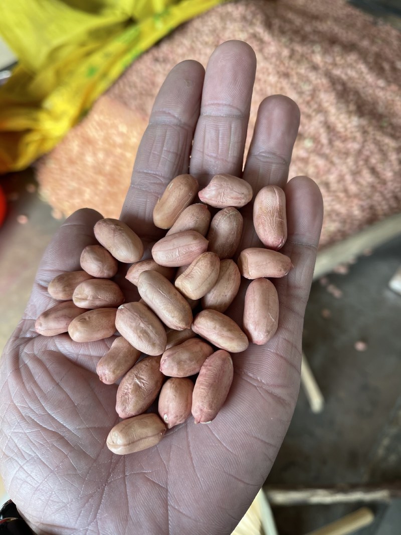 优质花生米榨油米商品米，产地直销，大量供应规格品种齐全