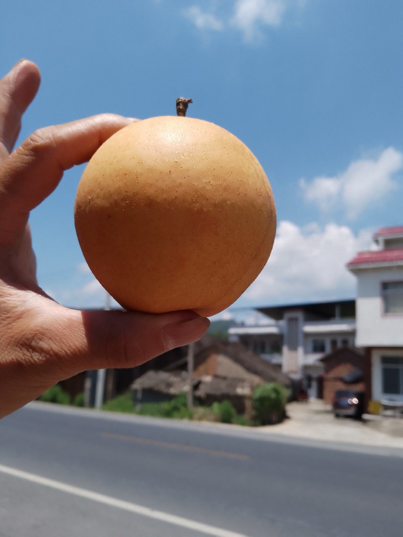 黄花梨（沙梨）套袋果