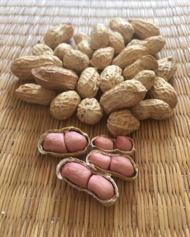 带壳花生，产地大量批发供应，规格品种齐全大量现货