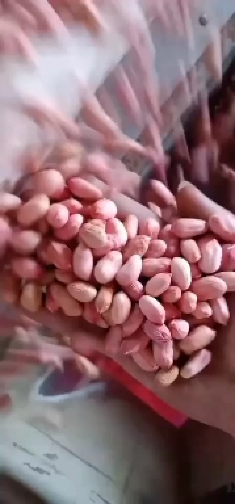 带壳花生，产地大量批发供应，规格品种齐全大量现货