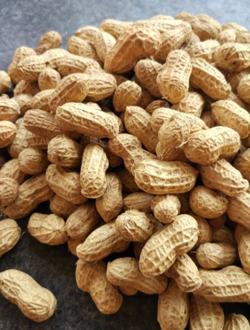 带壳花生，产地大量批发供应，规格品种齐全大量现货