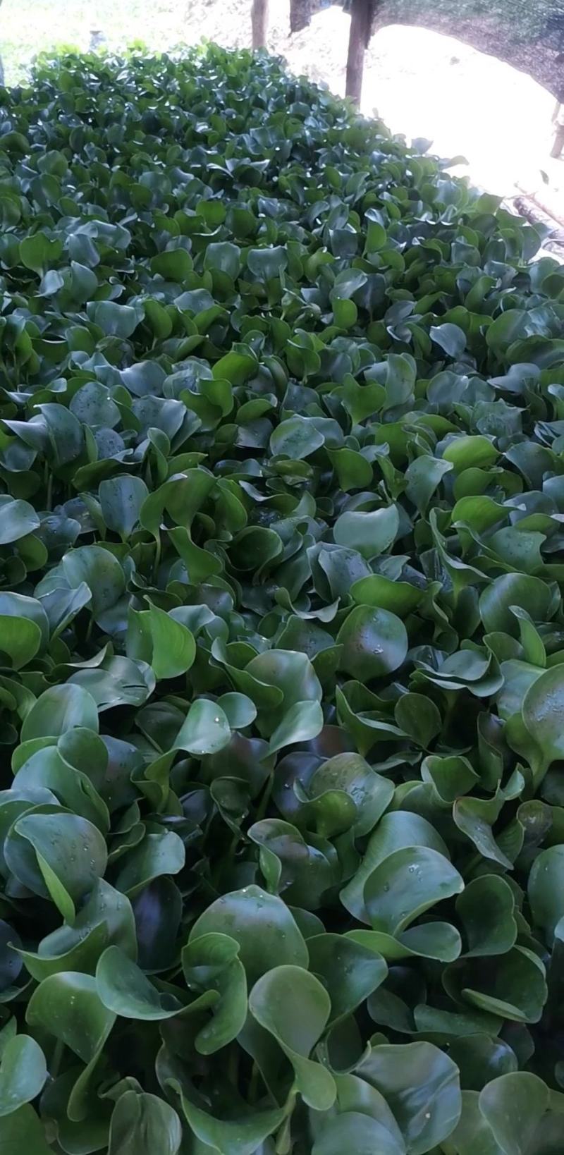 水生植物，水葫芦，凤眼蓝