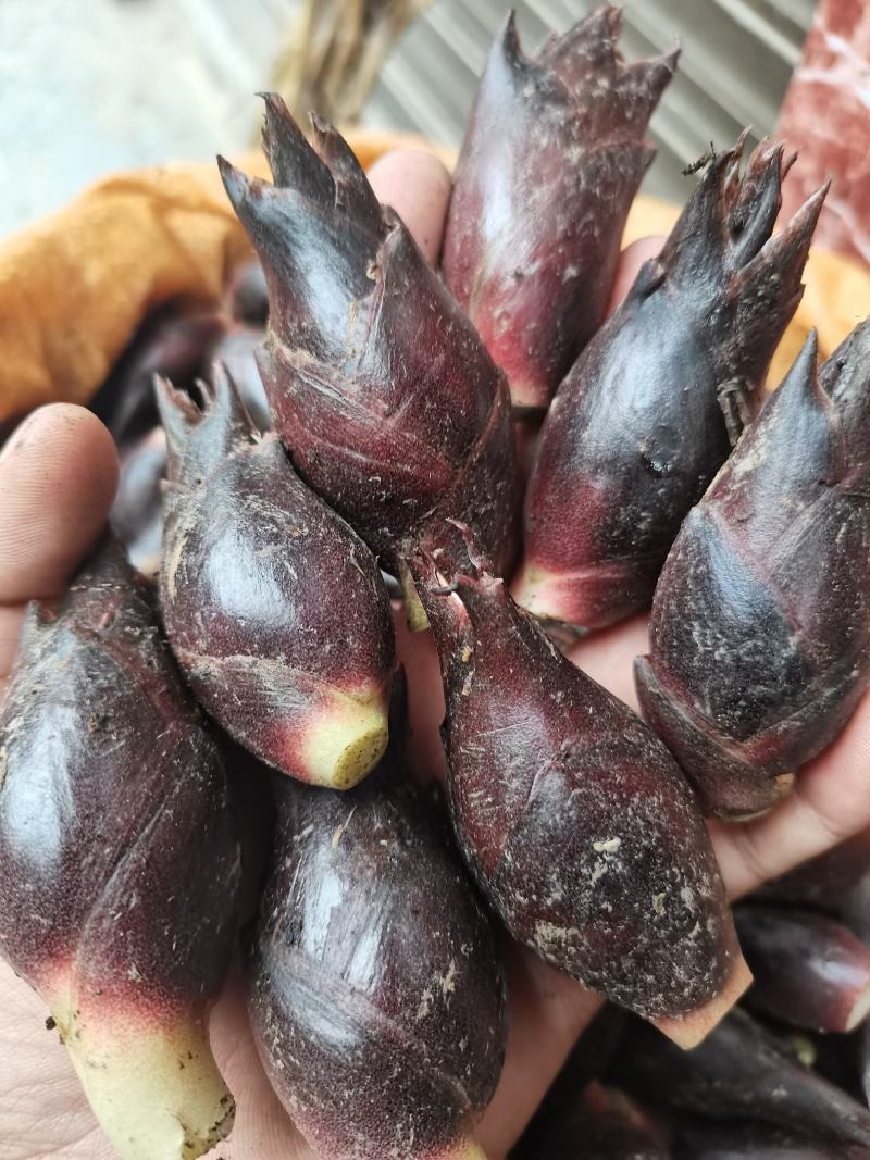 阳荷批发零售