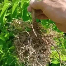 黑黄皮苗（黑金刚）