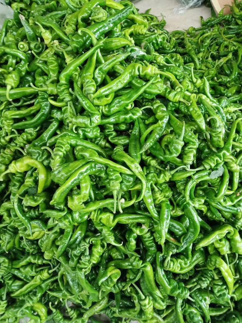 陕西辣椒大量供应中、产地直供，一手货源，质量保证