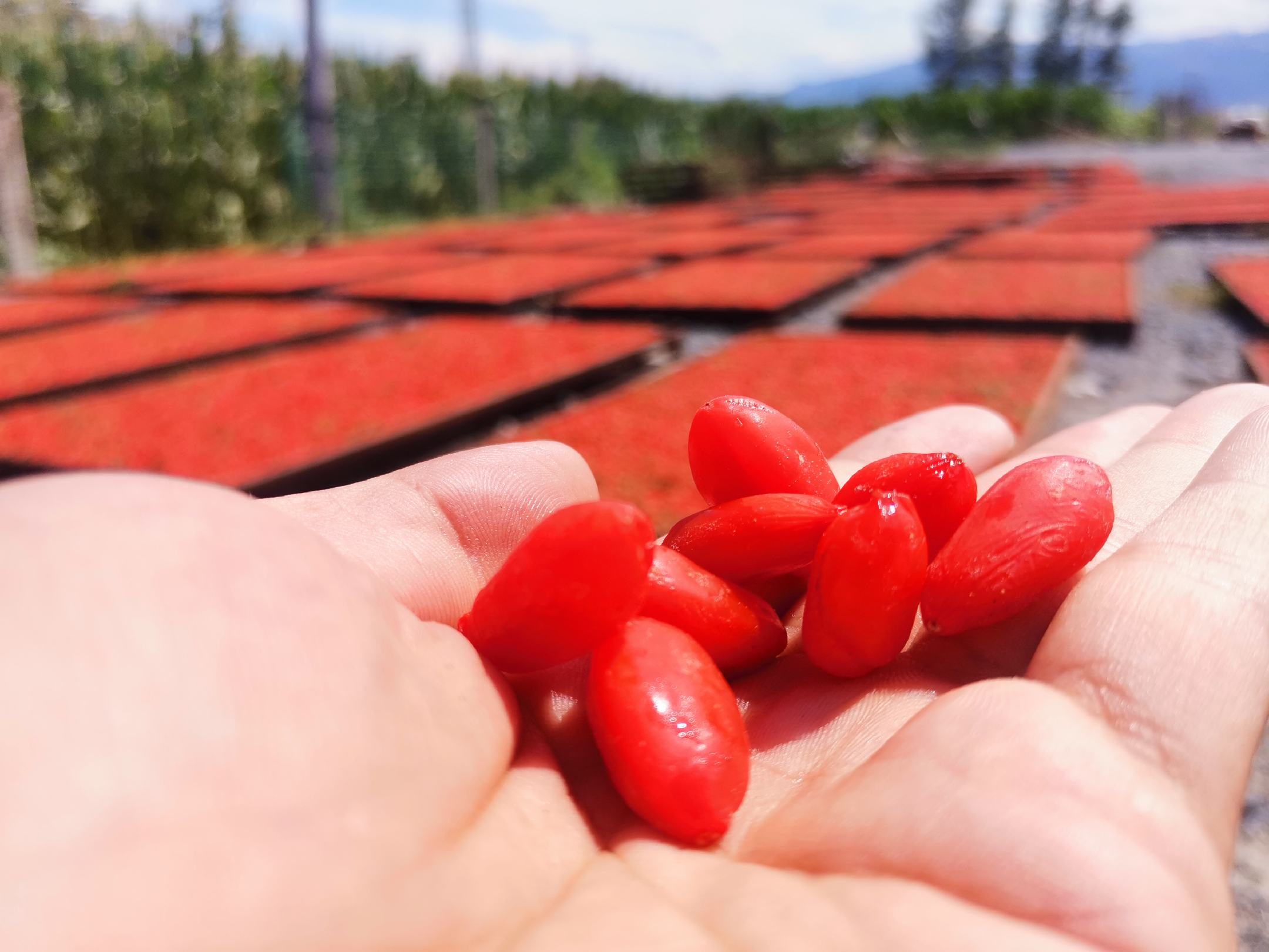 蒲公英与枸杞实物图