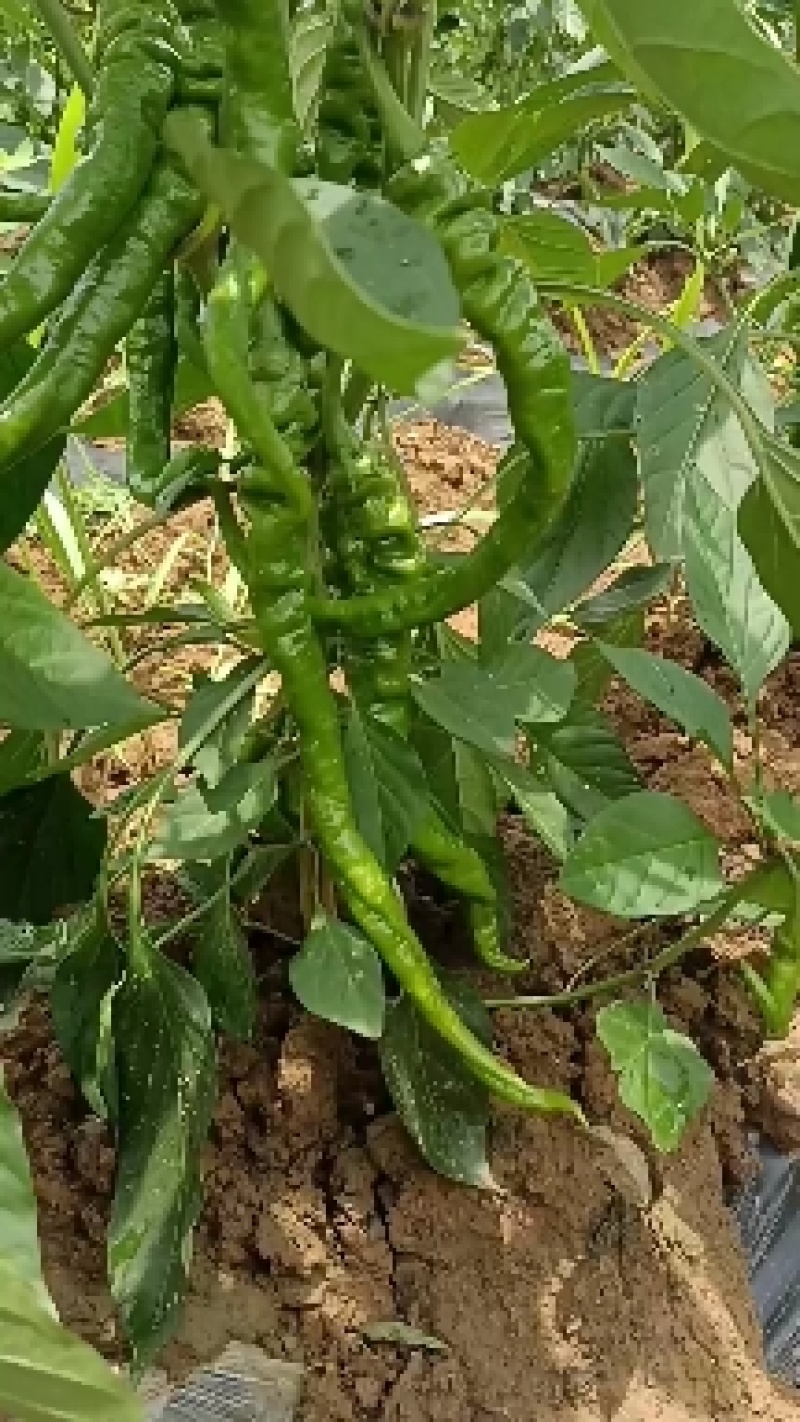 湖南凤凰优质螺线辣椒