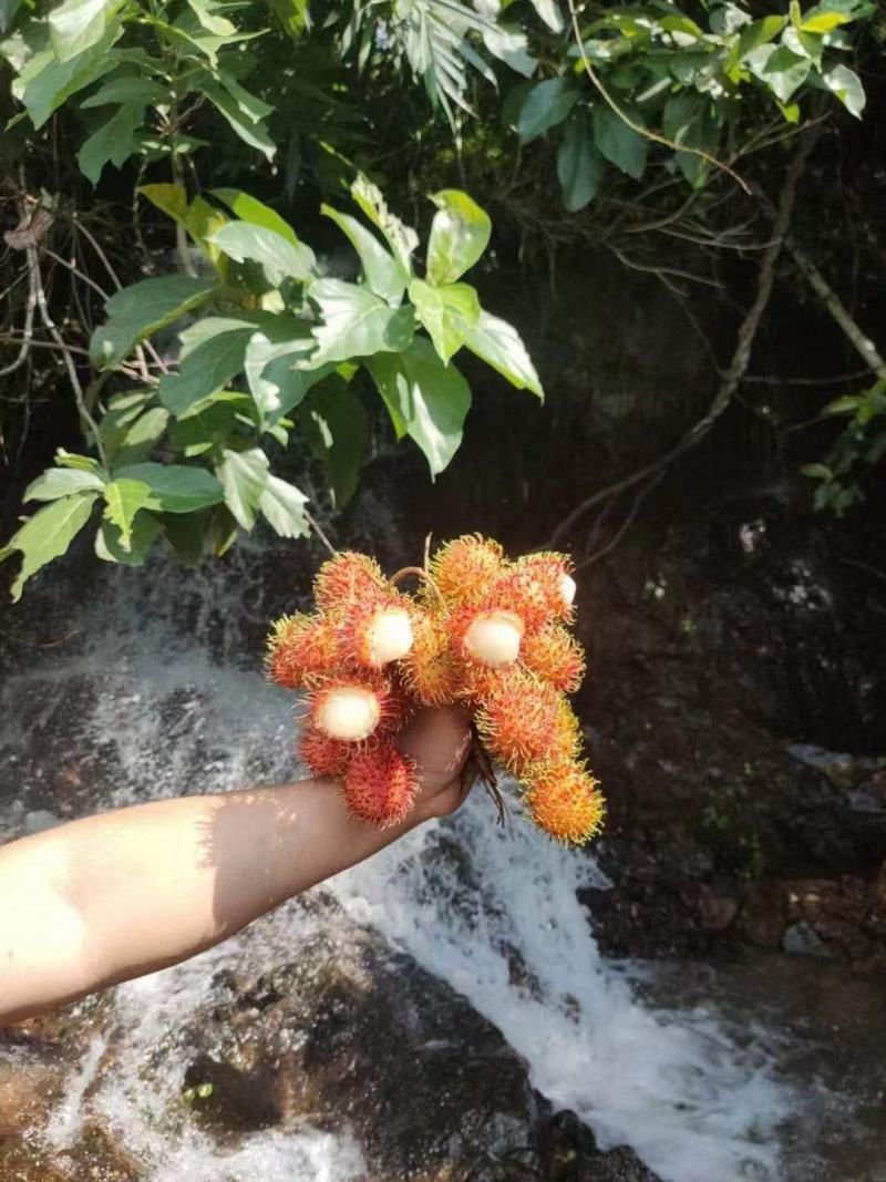 热带水果