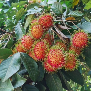 热带水果
