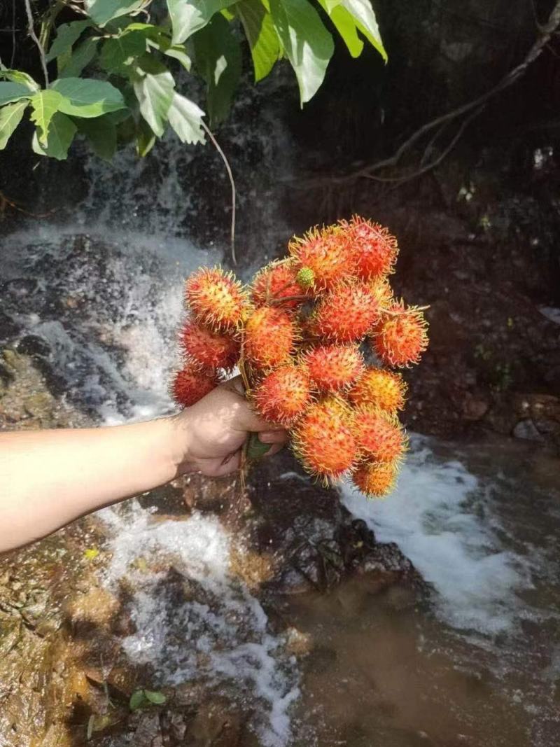 热带水果