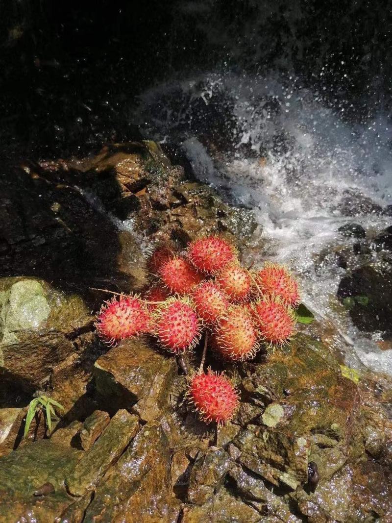 热带水果