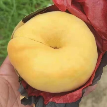 黄潘桃价格黄潘桃产地