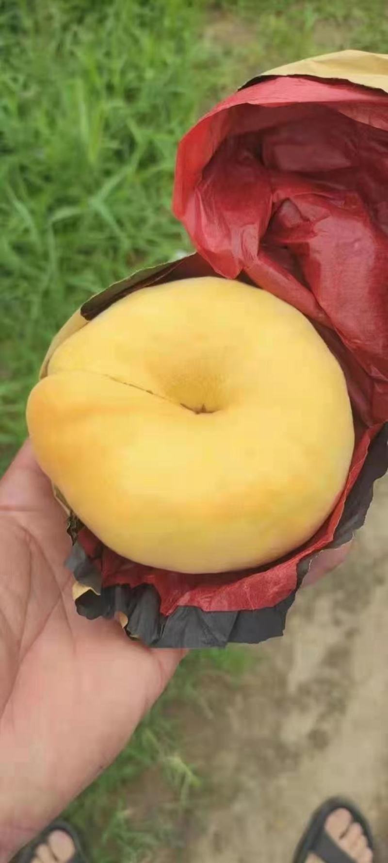 黄潘桃价格黄潘桃产地