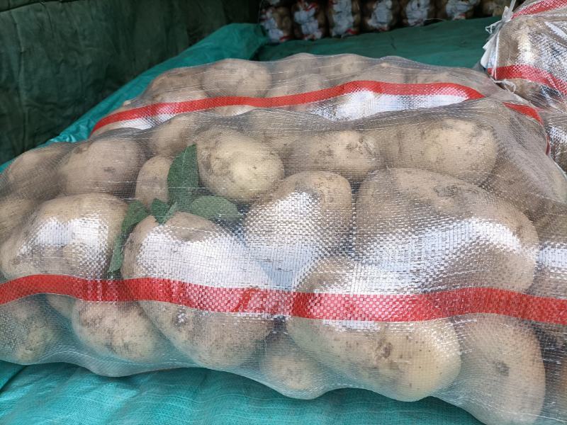 土豆甘肃省临洮县精品土豆，产地直发，质量保证，欢迎您的选