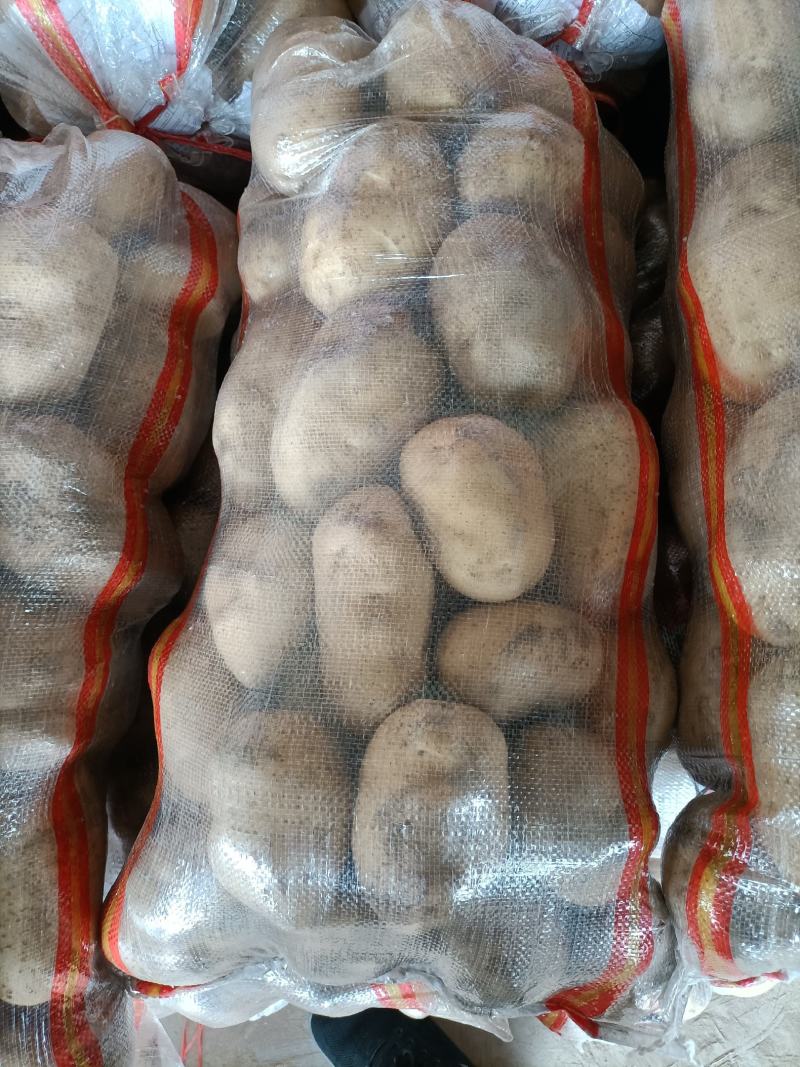土豆甘肃省临洮县精品土豆，产地直发，质量保证，欢迎您的选