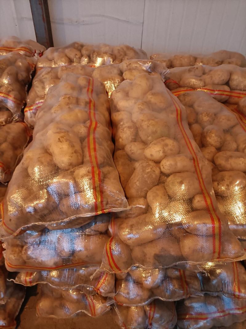 土豆甘肃省临洮县精品土豆，产地直发，质量保证，欢迎您的选