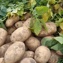 土豆甘肃省临洮县精品土豆，产地直发，质量保证，欢迎您的选
