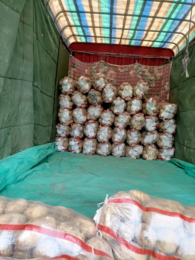 土豆甘肃省临洮县精品土豆，产地直发，质量保证，欢迎您的选