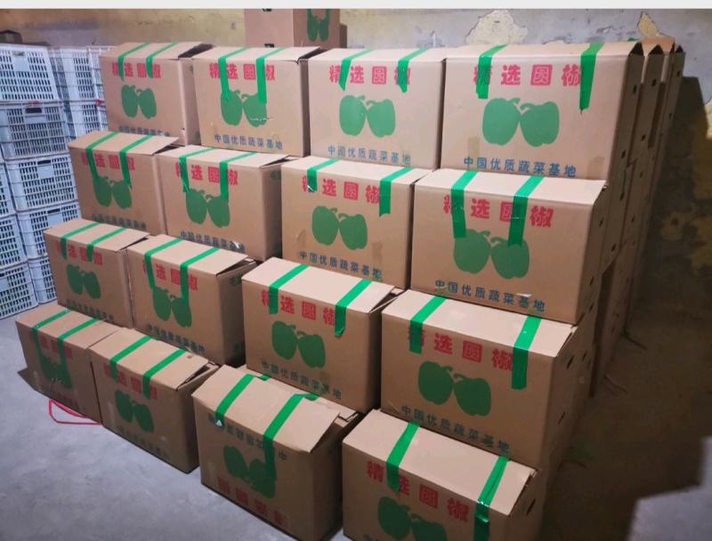 山西应县，圆椒量大，个头均匀，精品，全国代发，装箱打冷
