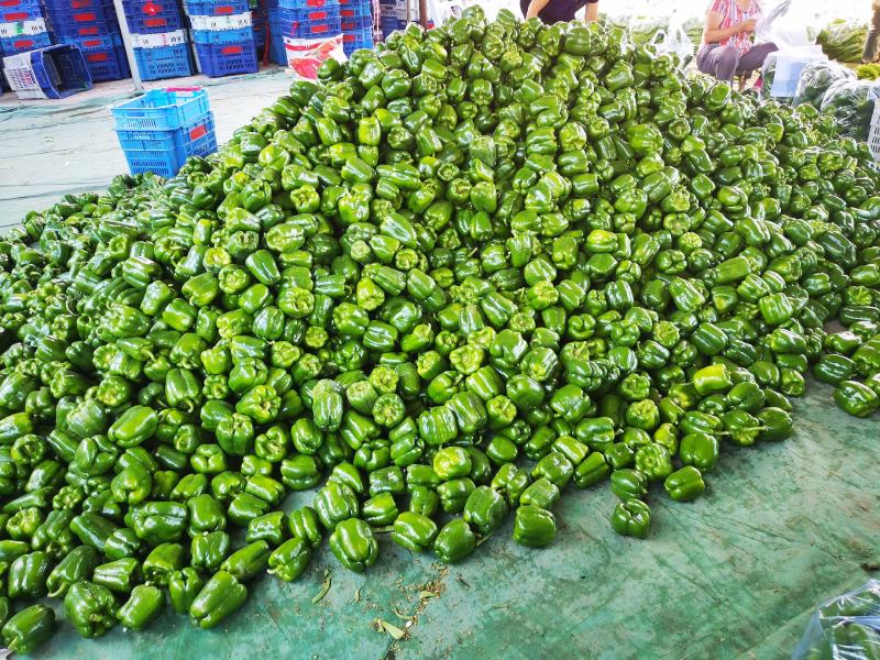 山西应县，圆椒量大，个头均匀，精品，全国代发，装箱打冷
