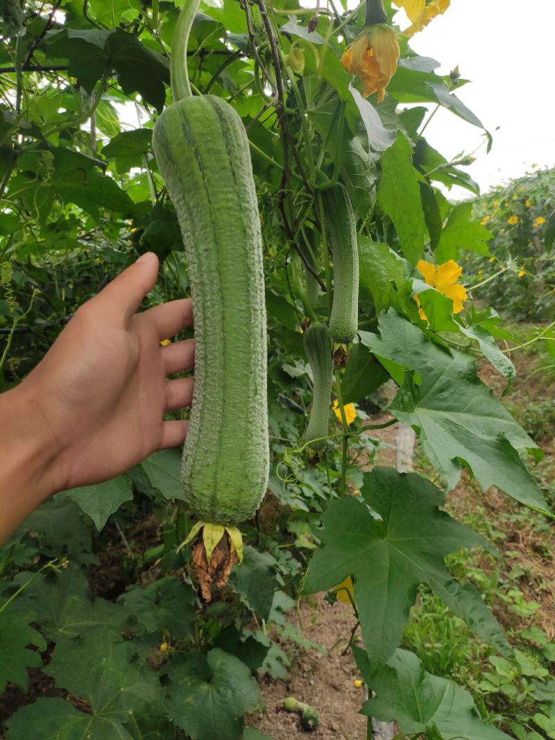 丝瓜大量肉丝瓜供应，几毛一斤，刚上市，需要的联系。