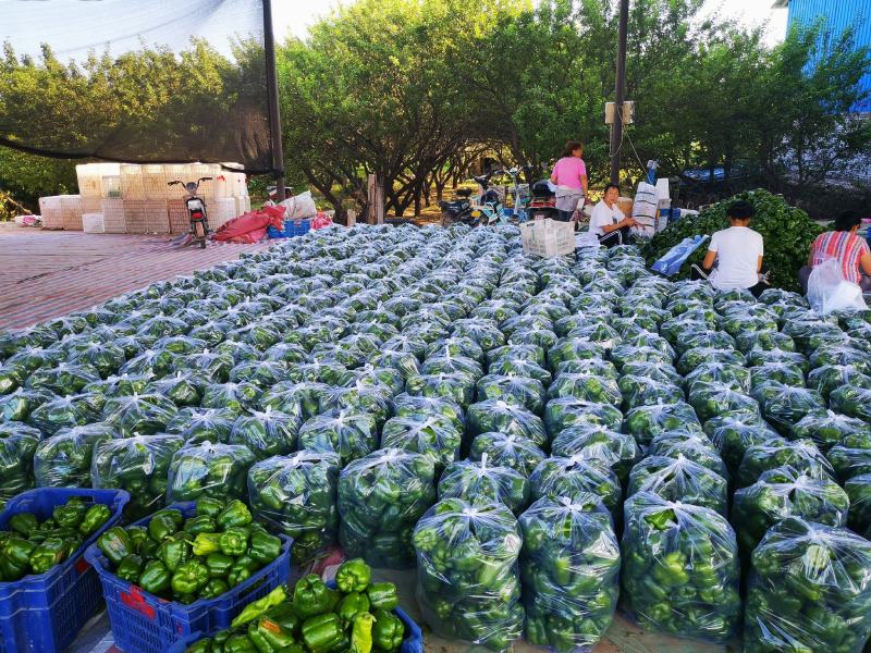 山西应县，圆椒量大，个头均匀，精品，全国代发，装箱打冷