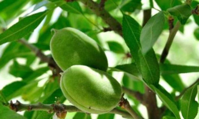 盆栽巴旦木种子巴旦木树苗美国大杏仁坚果种子庭院盆栽南北种