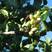 盆栽巴旦木种子巴旦木树苗美国大杏仁坚果种子庭院盆栽南北种