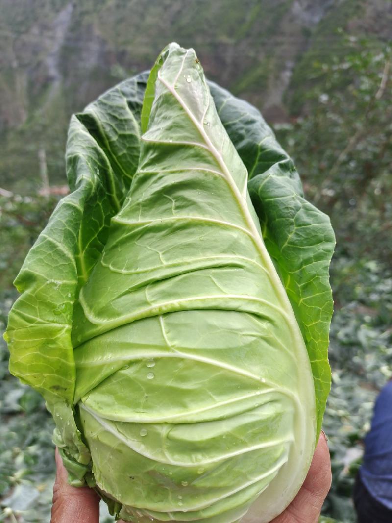 四川阿坝州牛心甘蓝