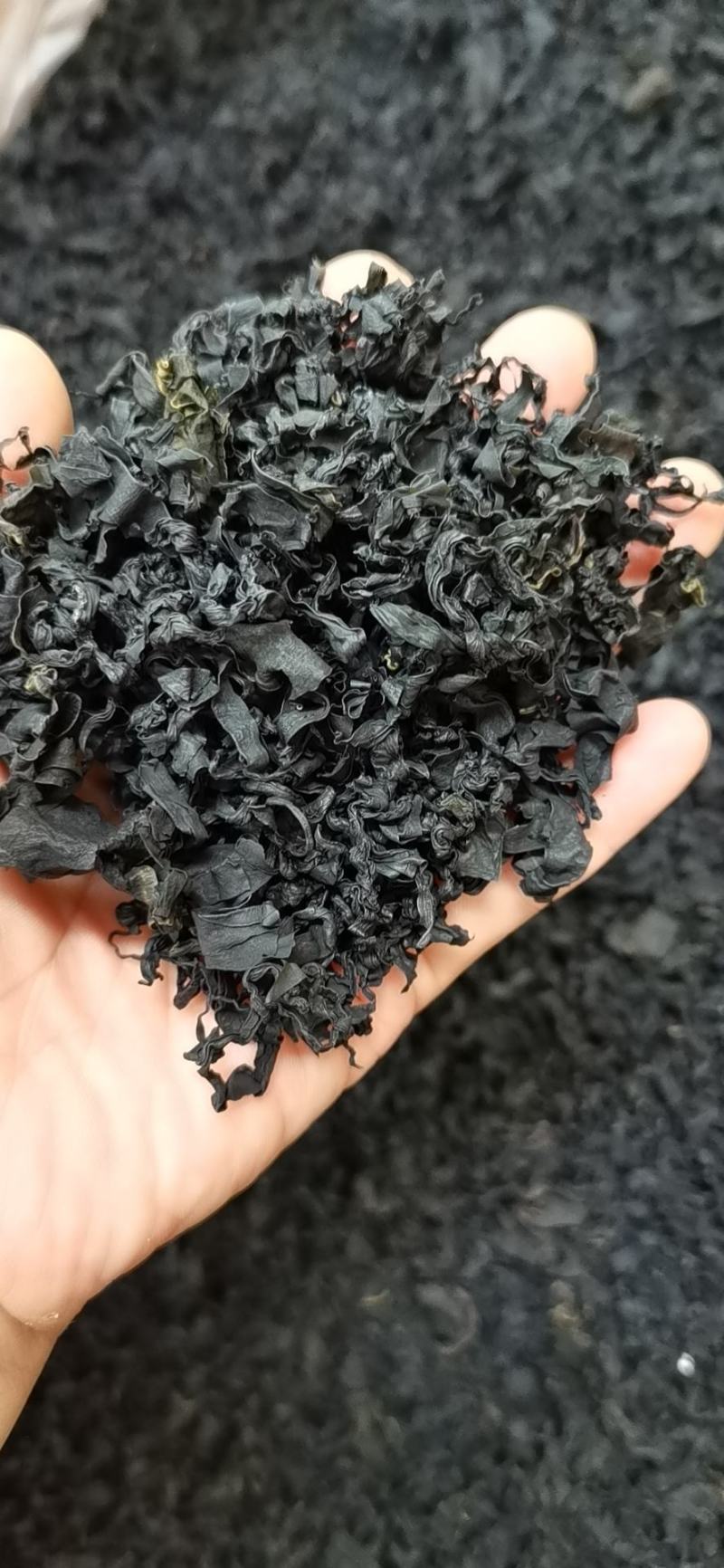 淡干裙带菜又名螺旋藻厂价直销品质好价格优长年供