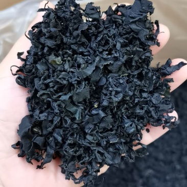 淡干裙带菜又名螺旋藻厂价直销品质好价格优长年供