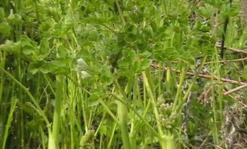 野生猫爪子种子春季庭院种植发芽率高营养丰富东北野菜唐松菜