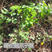 野生猫爪子种子春季庭院种植发芽率高营养丰富东北野菜唐松菜