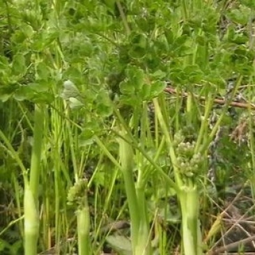 野生猫爪子种子春季庭院种植发芽率高营养丰富东北野菜唐松菜