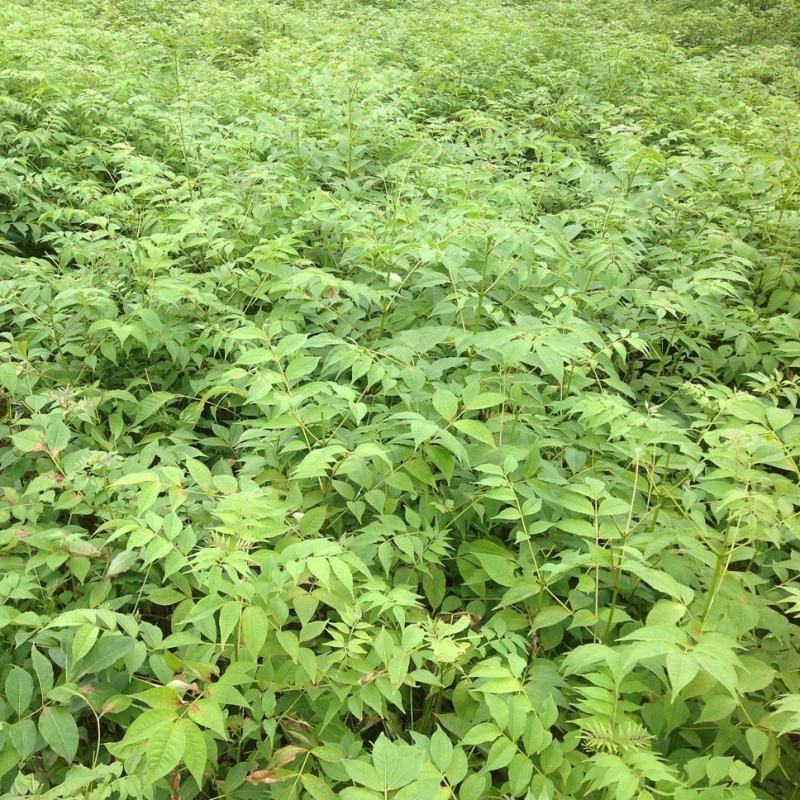 新采摘药材黄柏种子