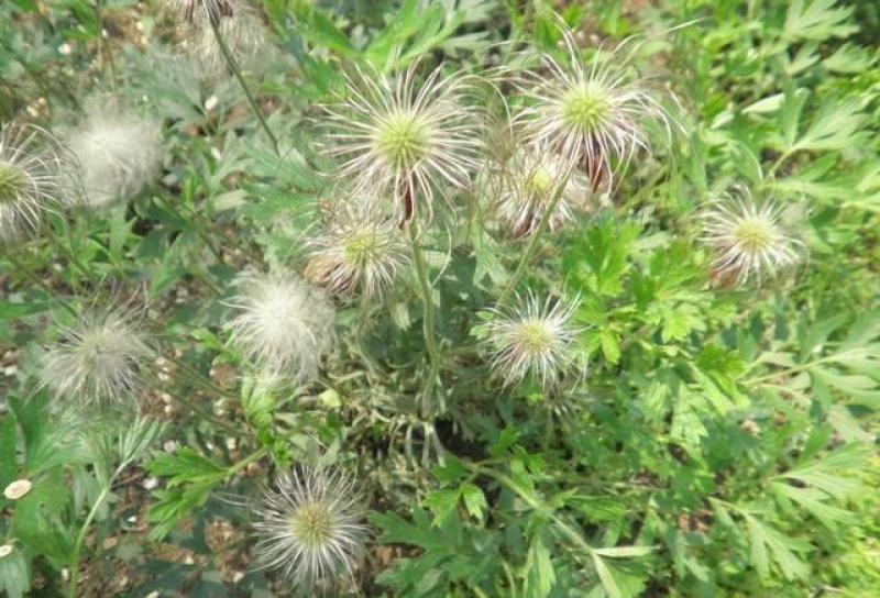 中药材白头翁种子奈何草白头草老翁花猫爪子花威灵仙黄草种子