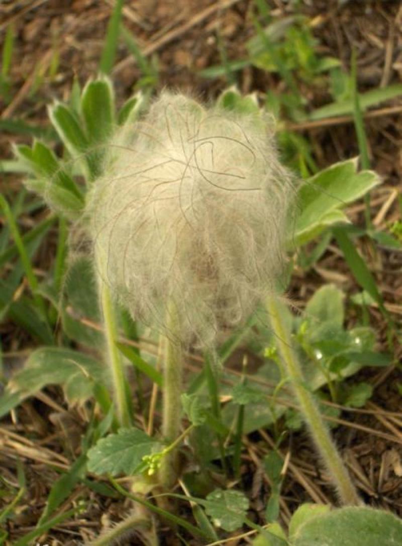 中药材白头翁种子奈何草白头草老翁花猫爪子花威灵仙黄草种子