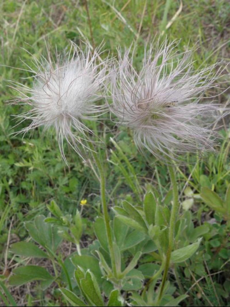 中药材白头翁种子奈何草白头草老翁花猫爪子花威灵仙黄草种子