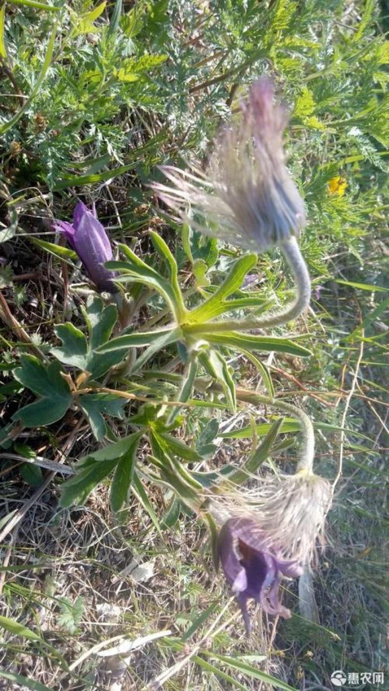 中药材白头翁种子奈何草白头草老翁花猫爪子花威灵仙黄草种子