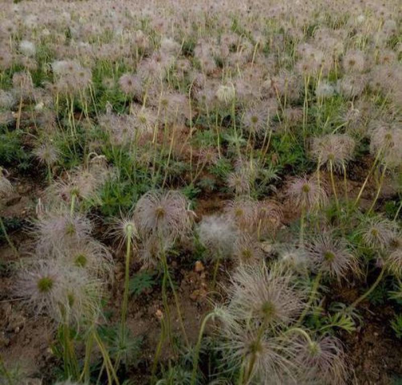 中药材白头翁种子奈何草白头草老翁花猫爪子花威灵仙黄草种子