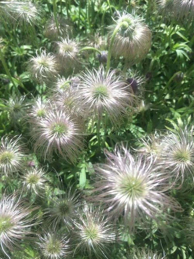 中药材白头翁种子奈何草白头草老翁花猫爪子花威灵仙黄草种子