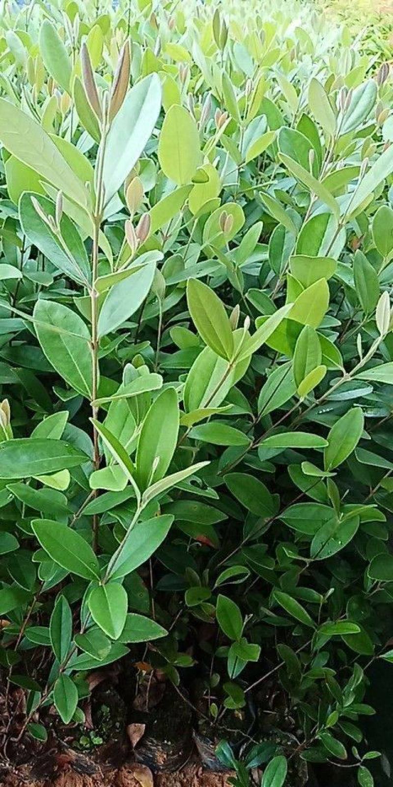 桃金娘捻子树苗四季种植别墅庭院开花树盘栽户外绿化盆景观赏