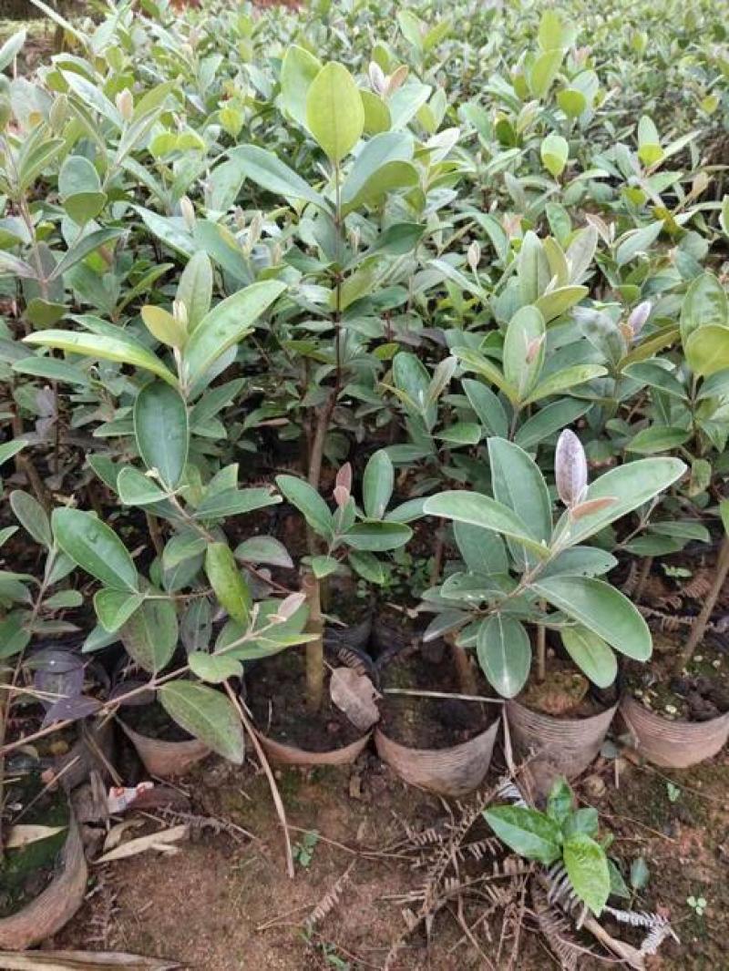 桃金娘捻子树苗四季种植别墅庭院开花树盘栽户外绿化盆景观赏