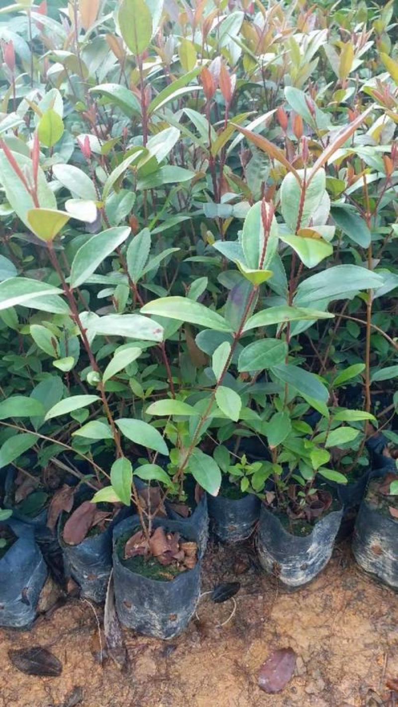 桃金娘捻子树苗四季种植别墅庭院开花树盘栽户外绿化盆景观赏