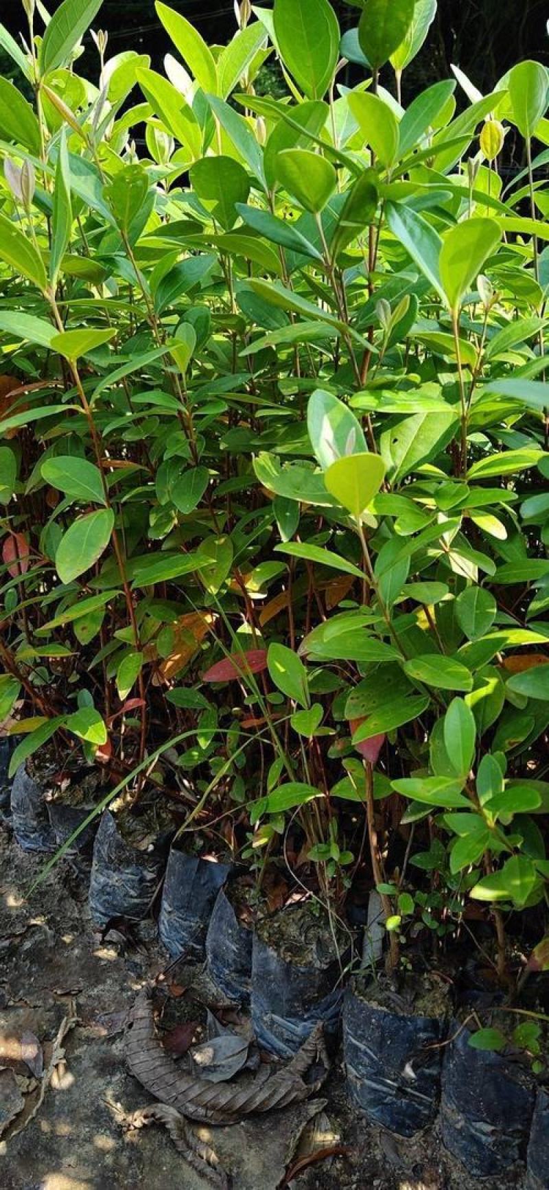 桃金娘捻子树苗四季种植别墅庭院开花树盘栽户外绿化盆景观赏